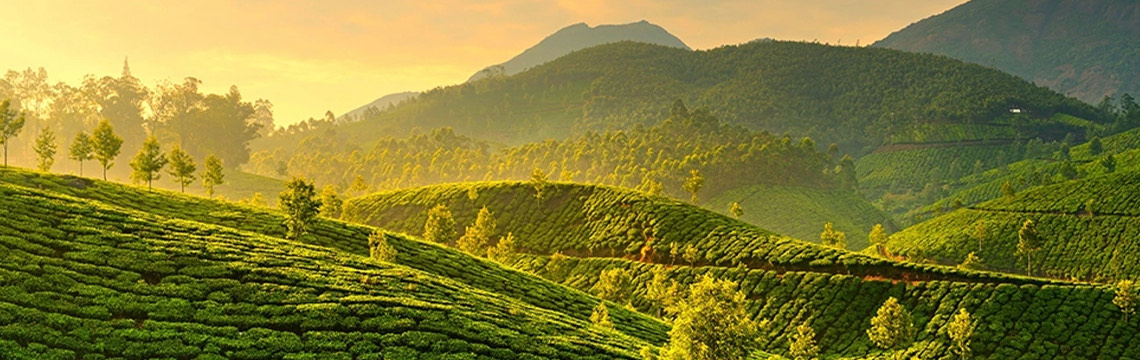 Memorising Munnar